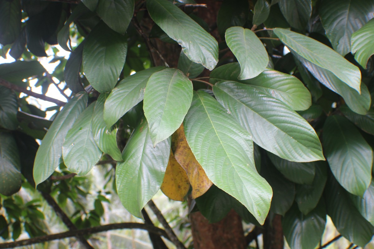 Baccaurea motleyana (Müll.Arg.) Müll.Arg.